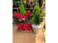 floricultura-gramados-vieira-31-3641-3063-jardim-vertical-em-santa-luzia-small-0